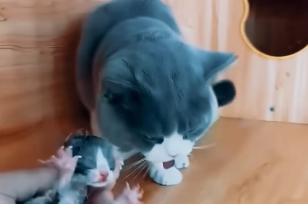 british shorthair cat with kittens