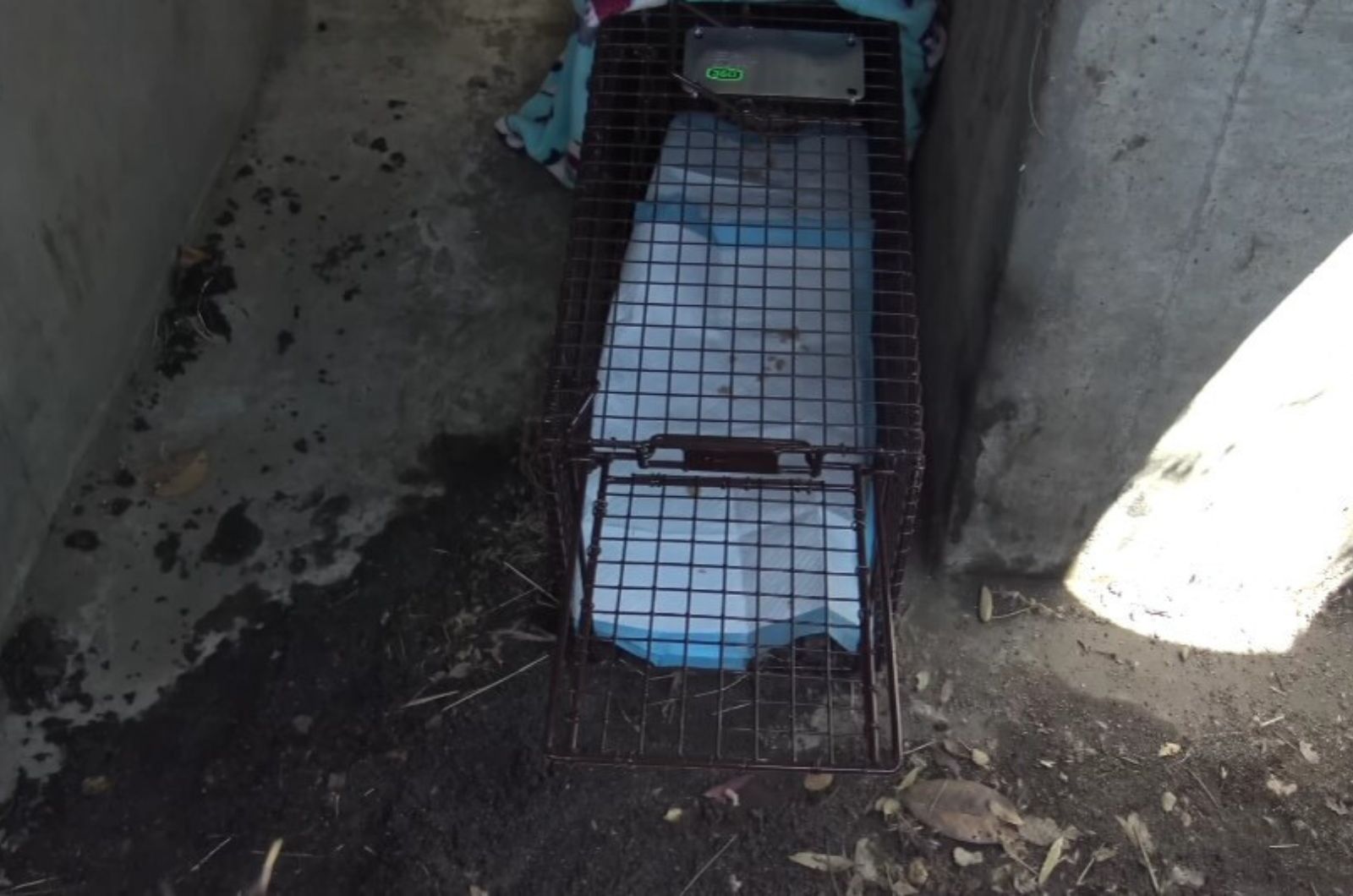 broken crate for animals