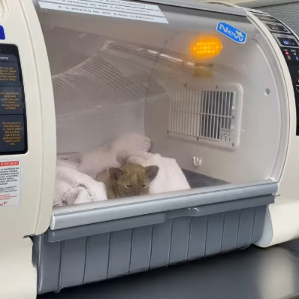 burnt kitten in the incubator