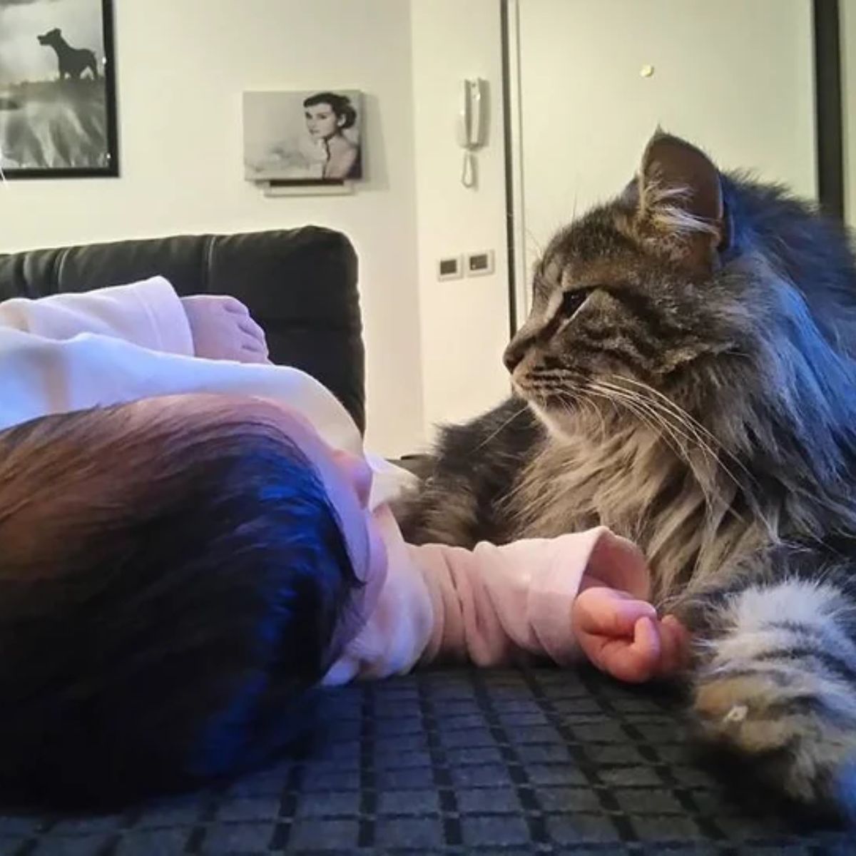 cat and a baby