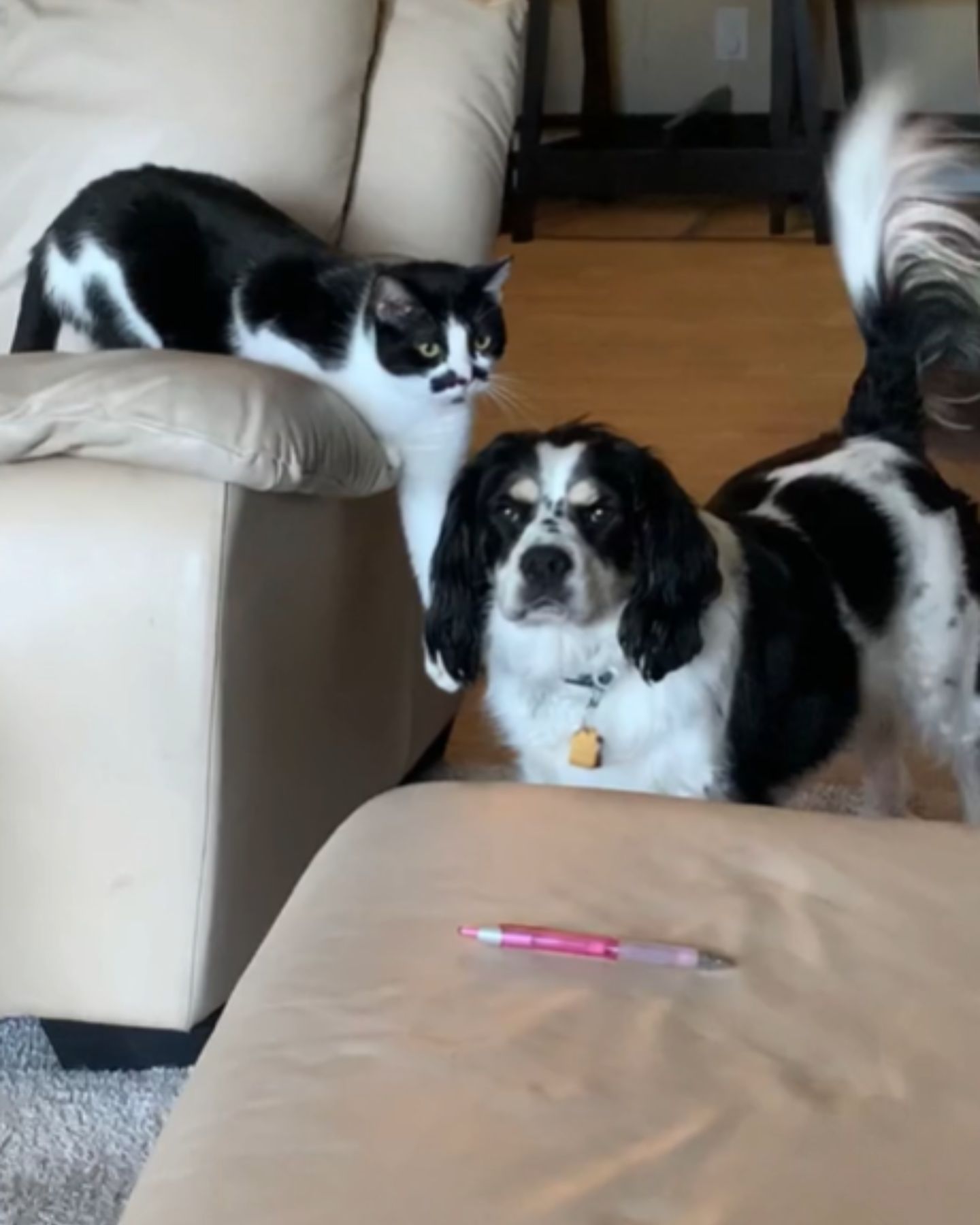 cat and dog indoors