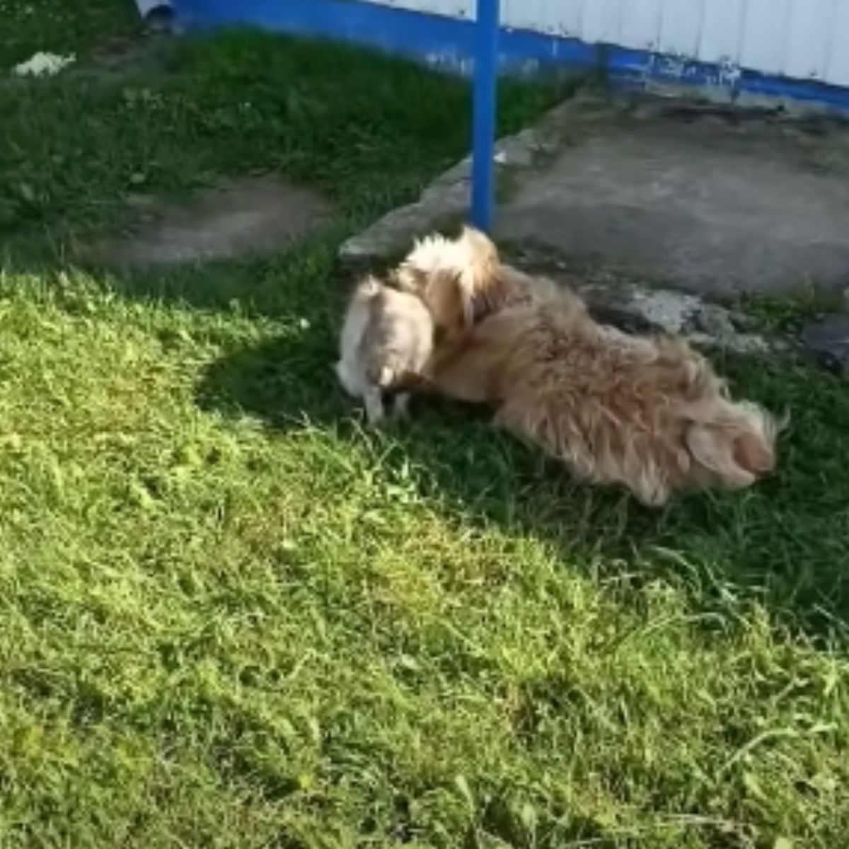 cat and dog lying on grass