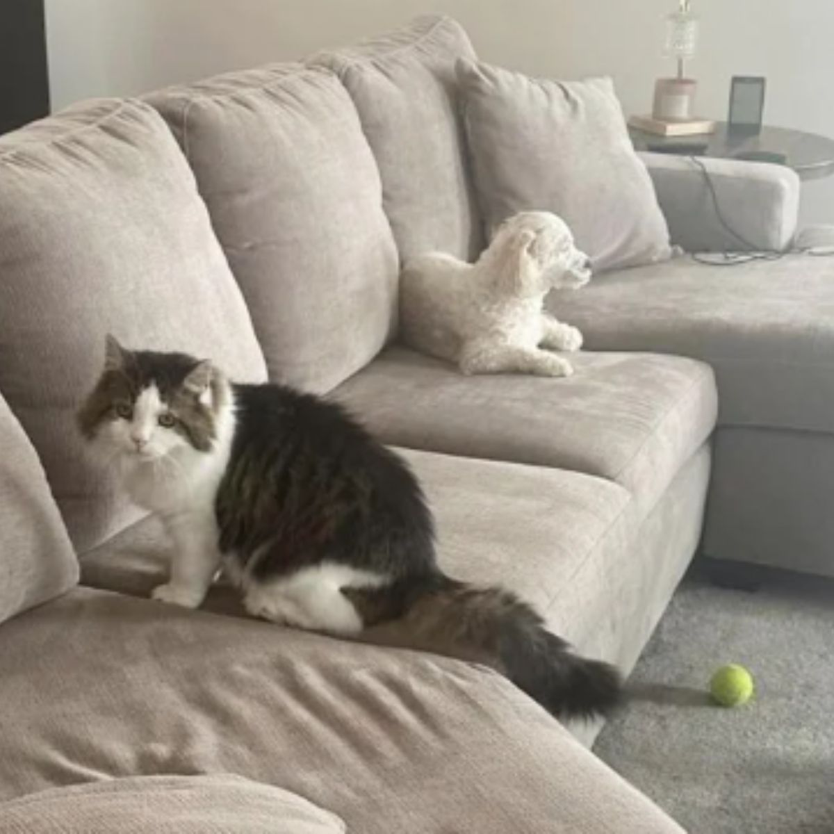 cat and dog on couch