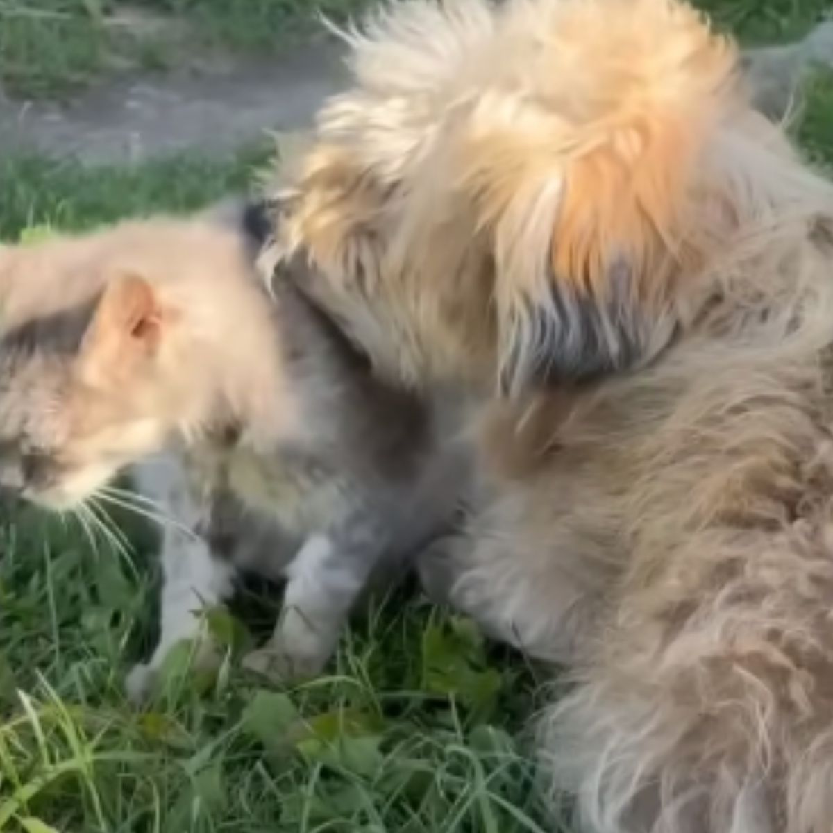 cat and dog outdoors