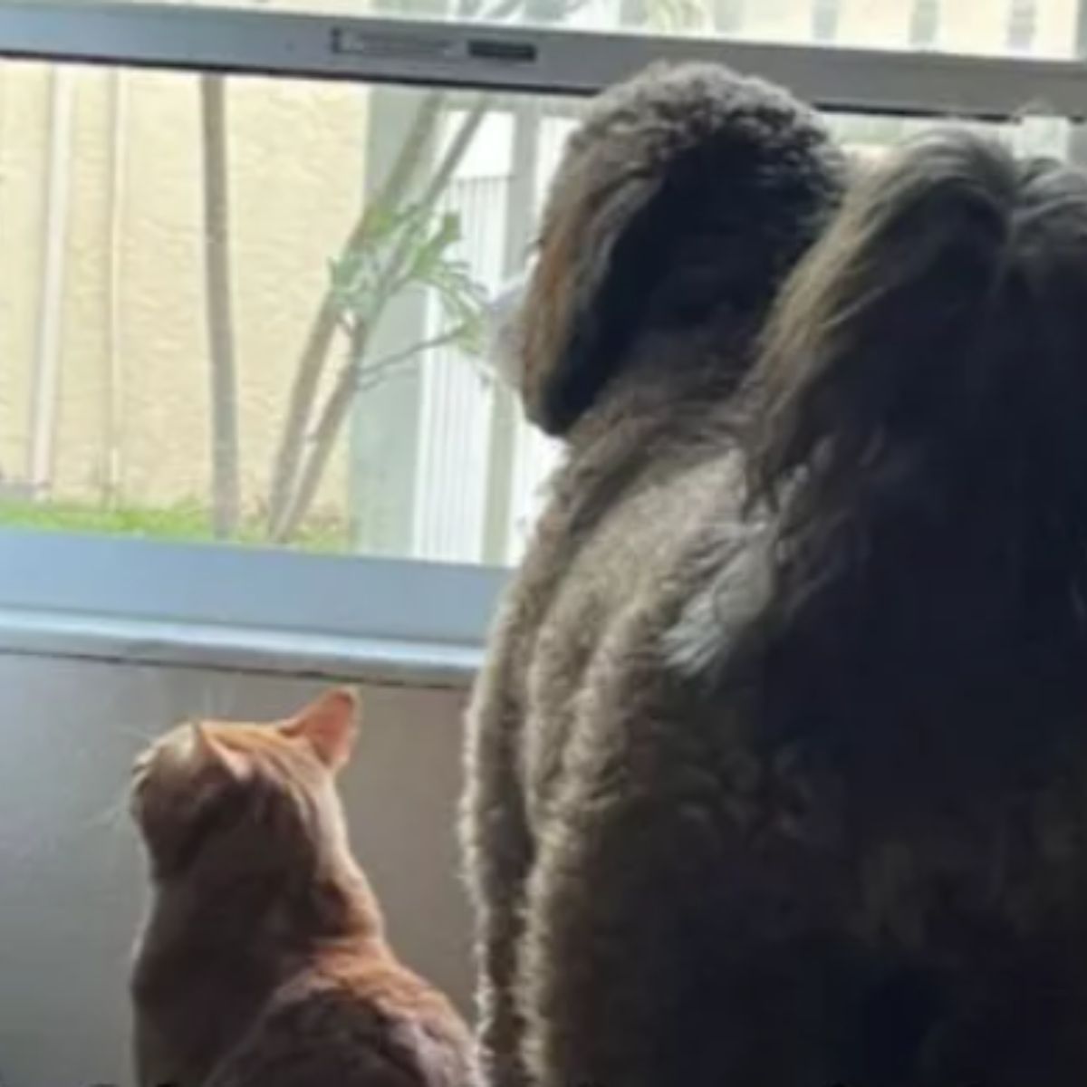 cat and dogs looking out the window