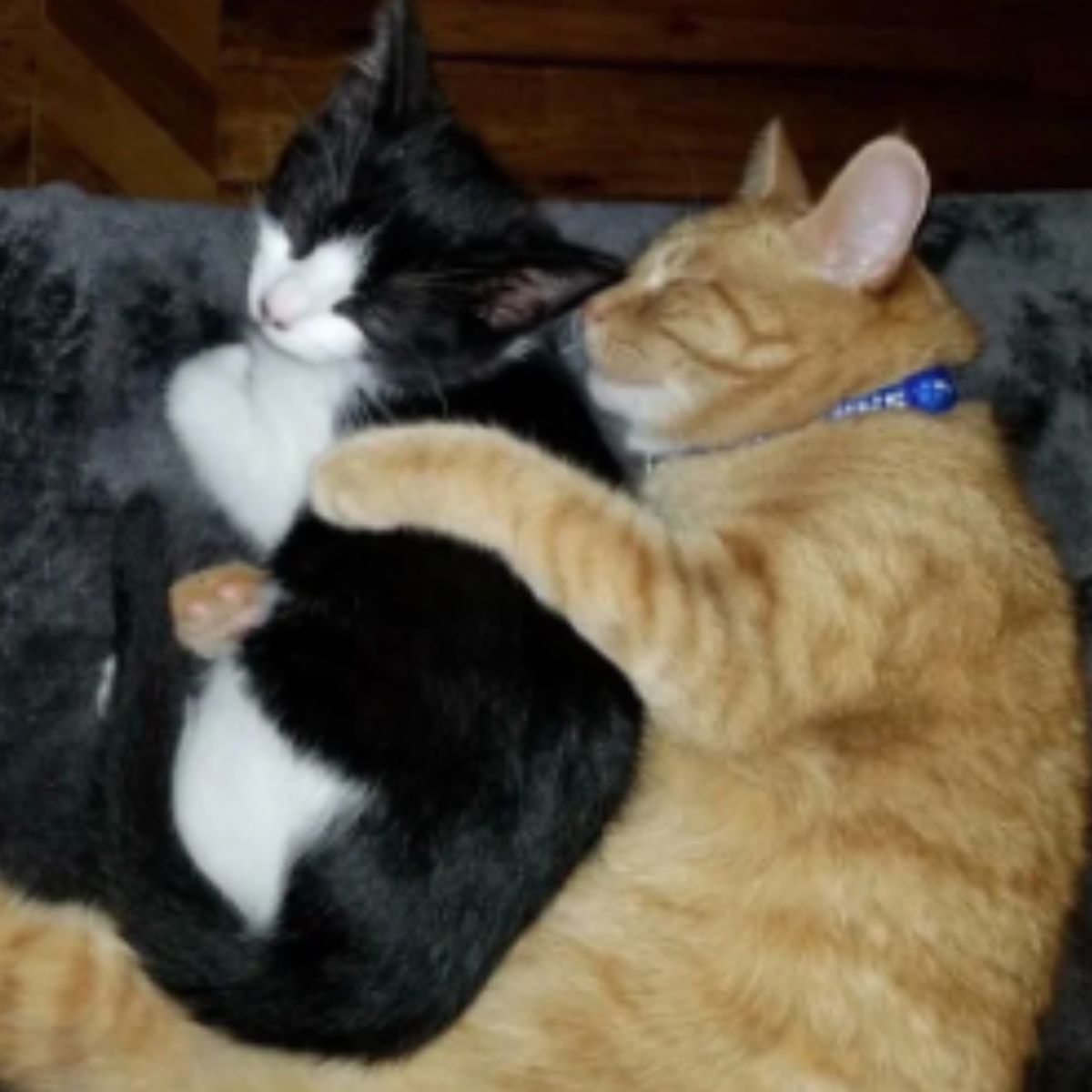 cat and kitten cuddling