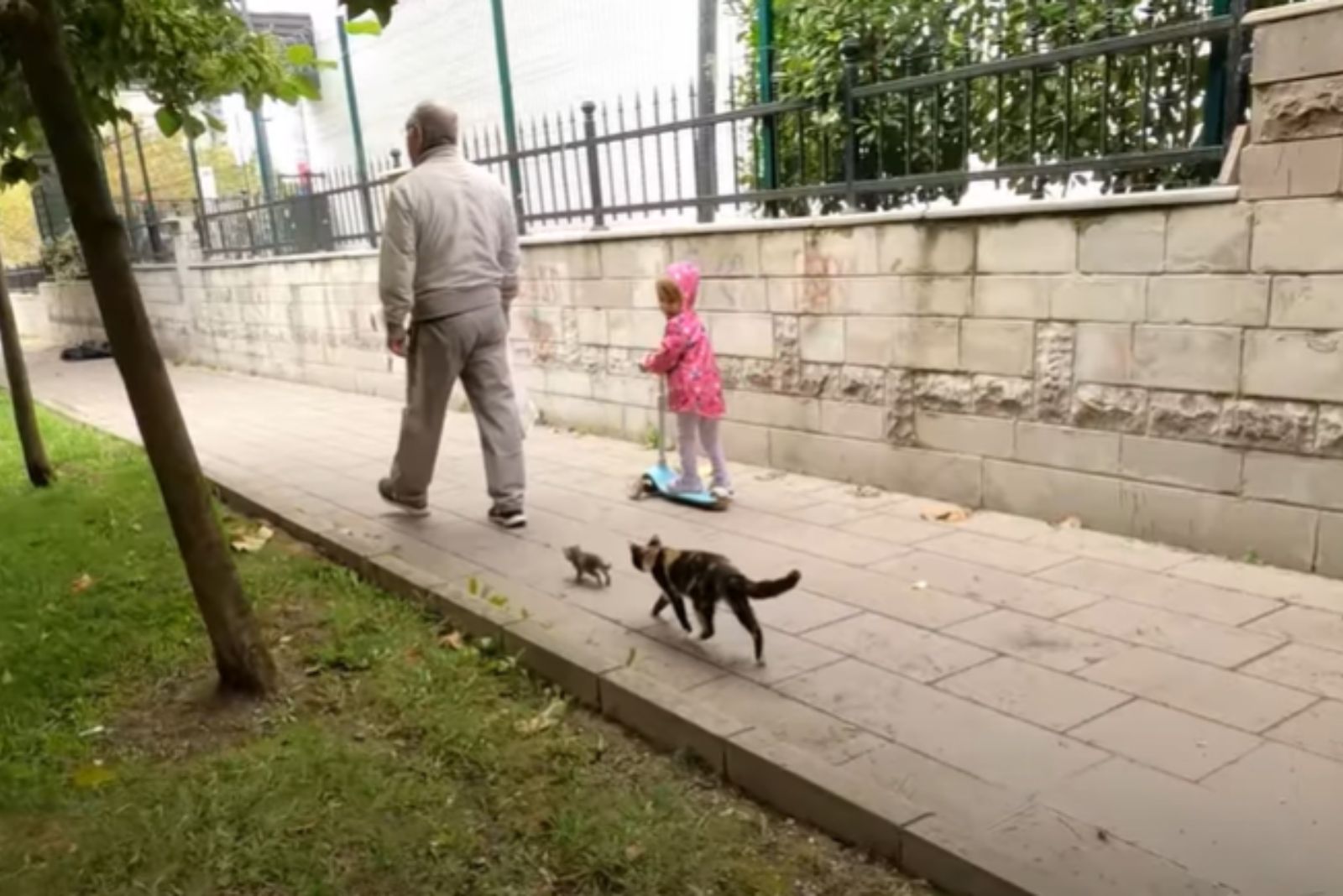 cat and kitten following a child