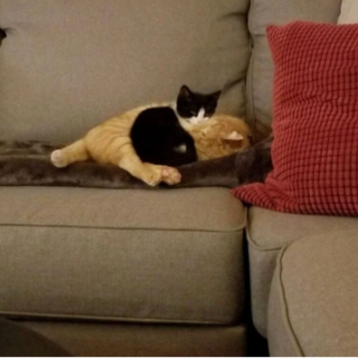 cat and kitten on a couch