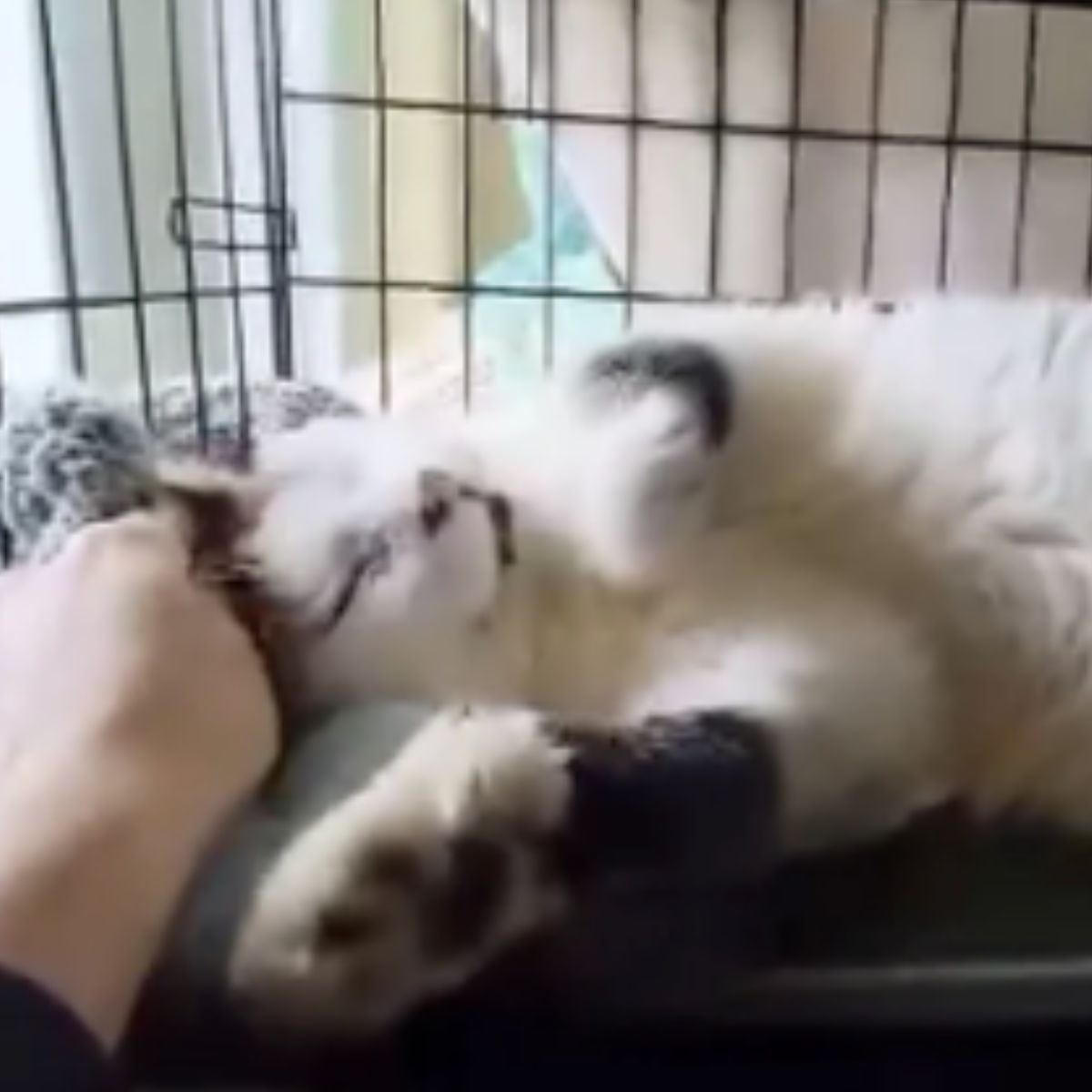 cat being scratched while lying on back