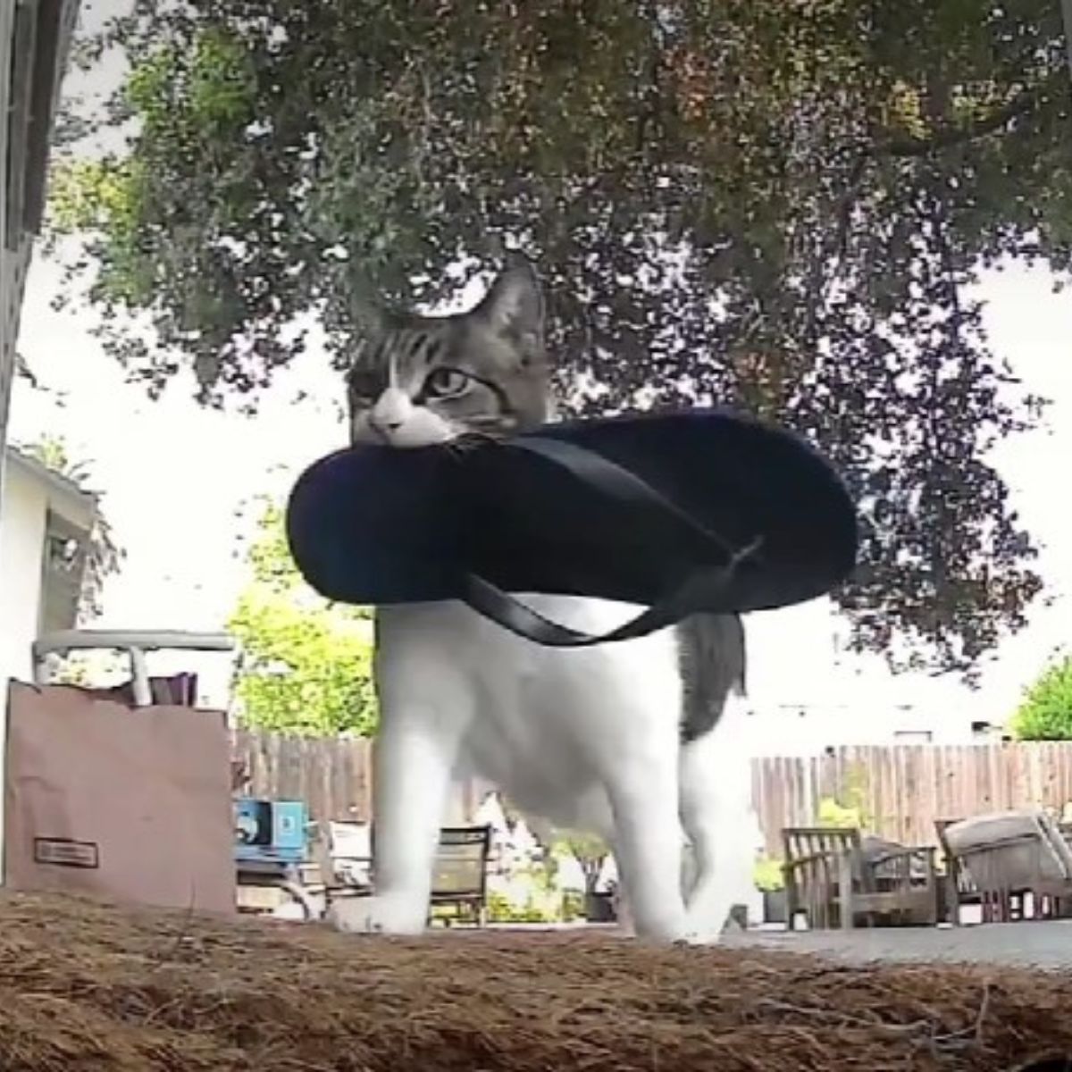 cat carrying a flip flop