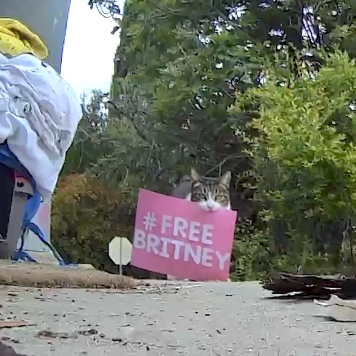 cat carrying a sign