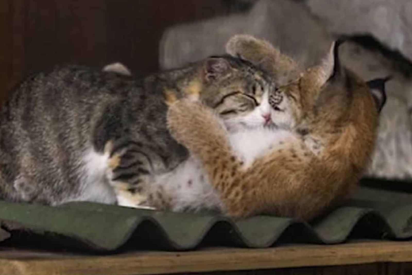 cat cuddling with baby lynx