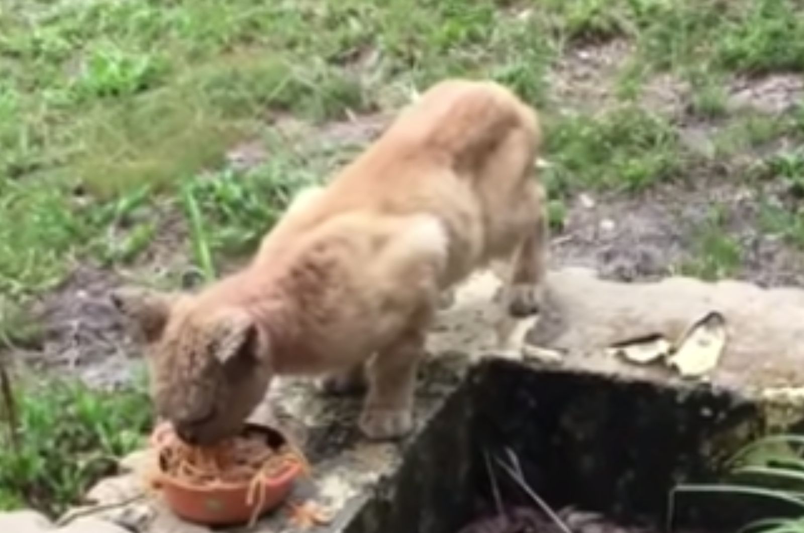 cat eating