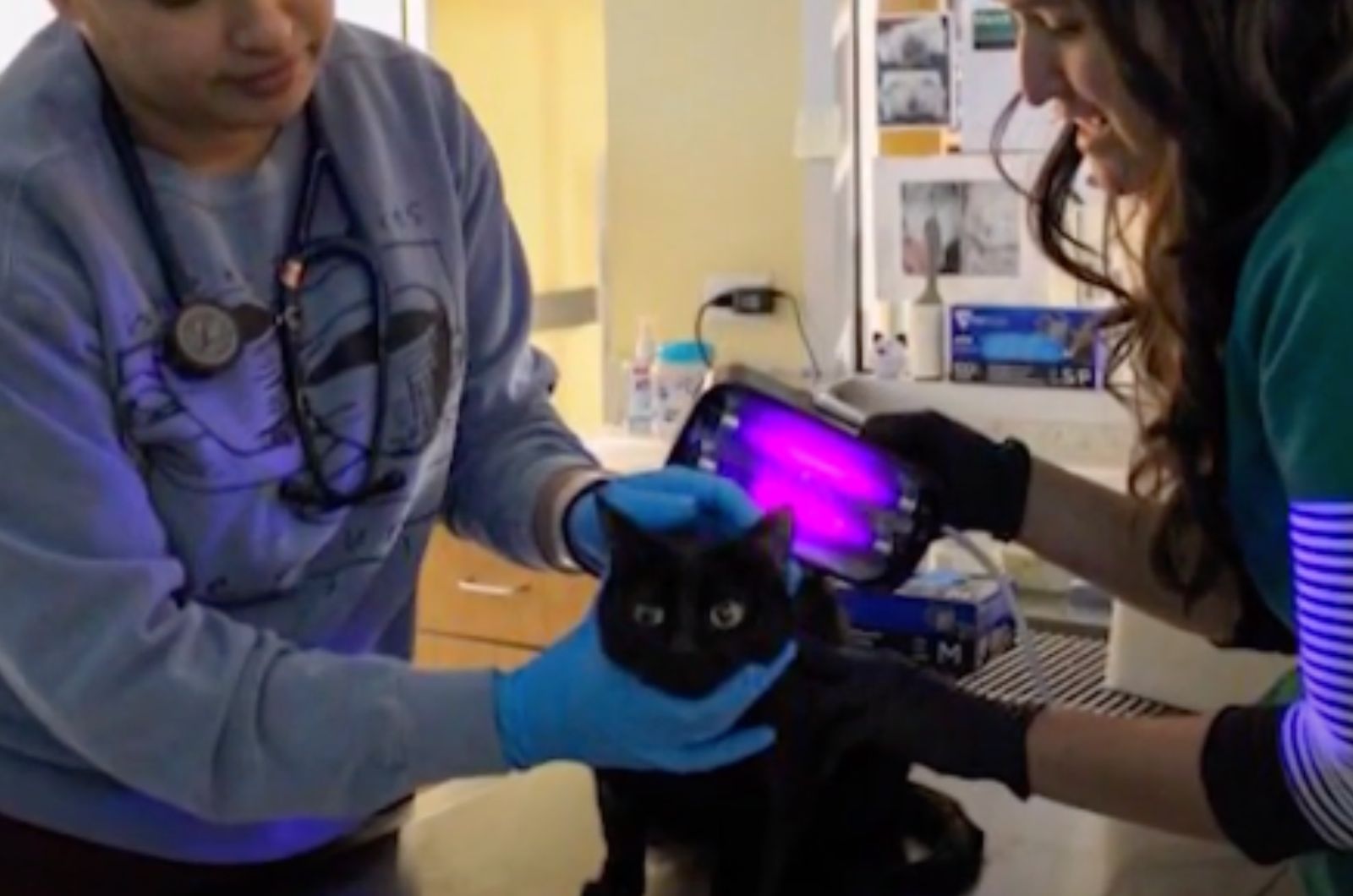 cat getting examined