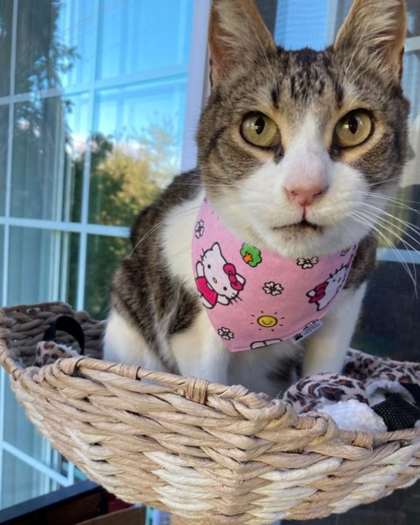 cat in a basket