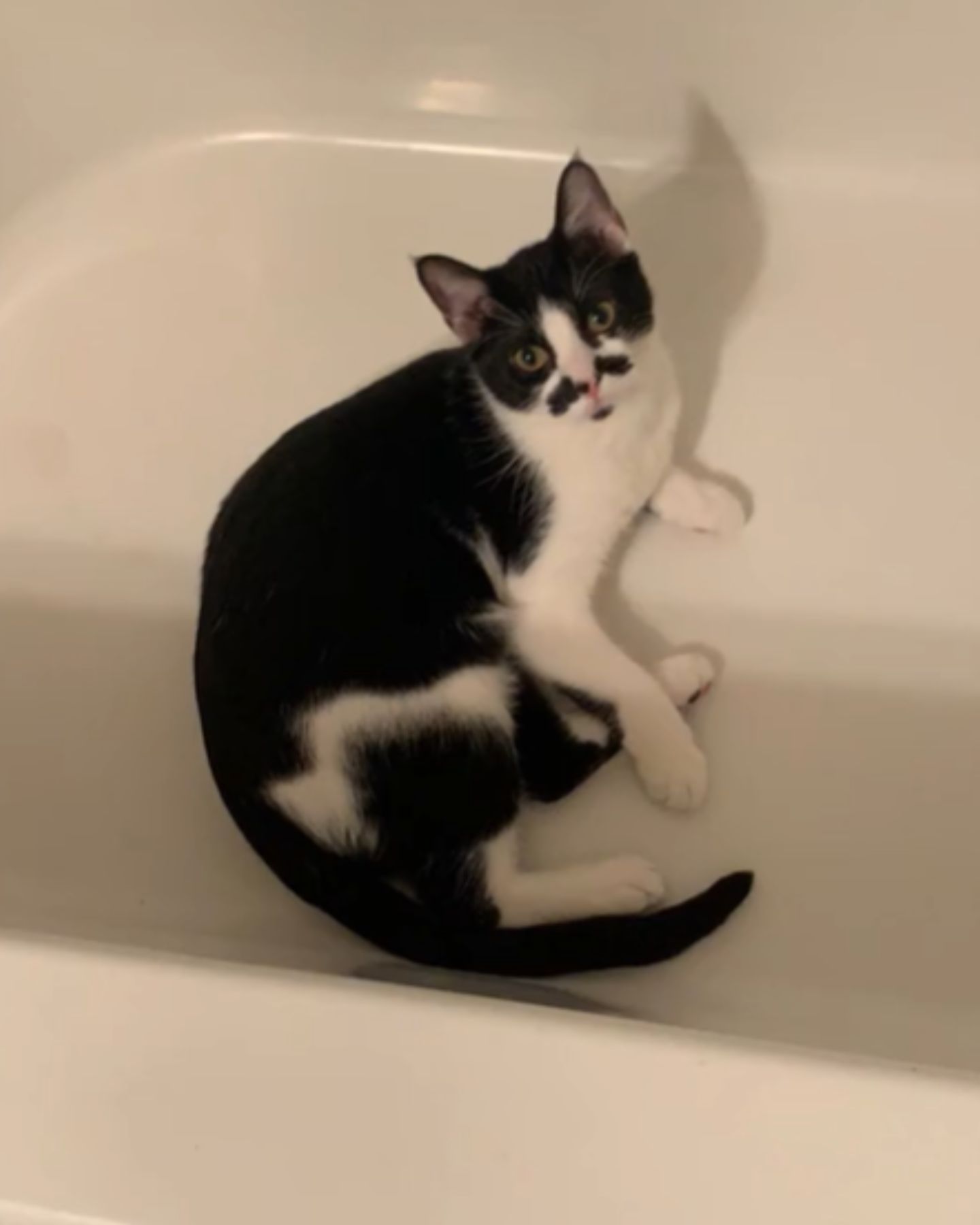 cat in a bath tub