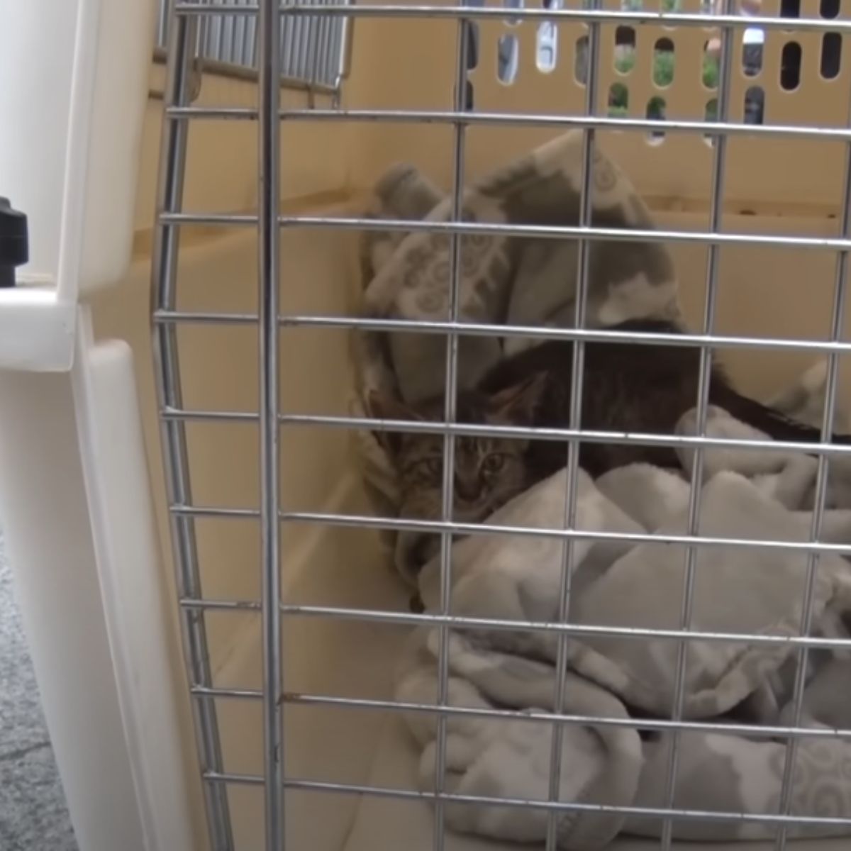 cat in a kennel