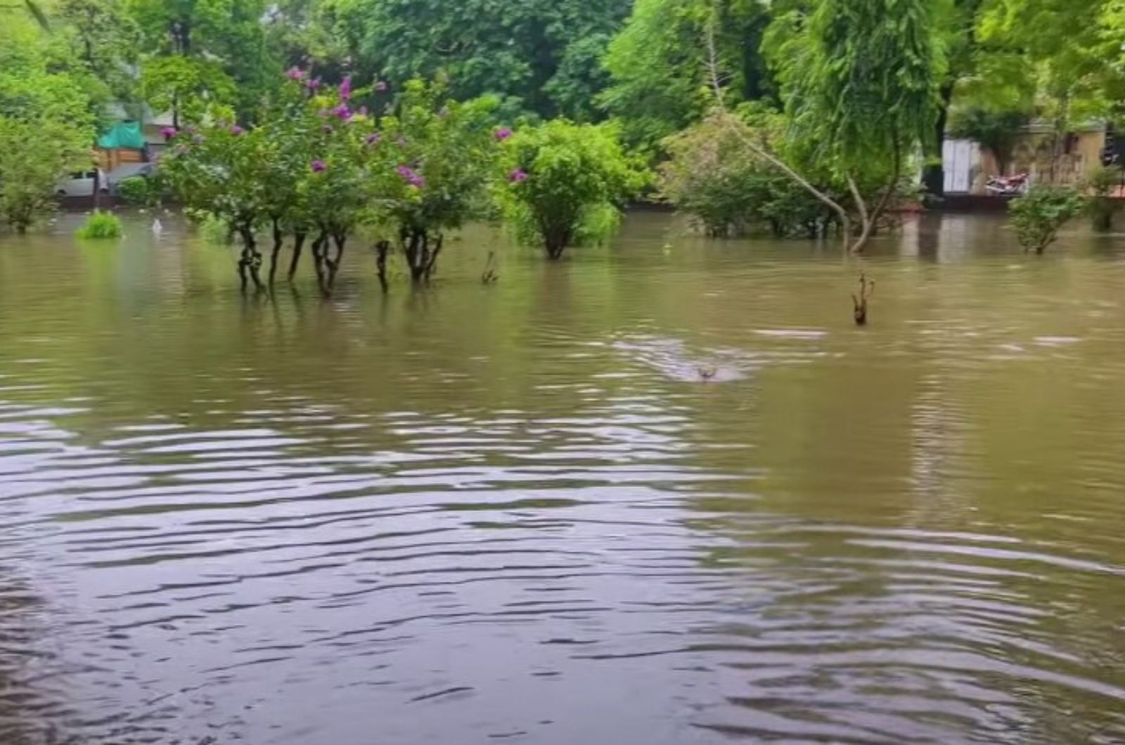 cat in river