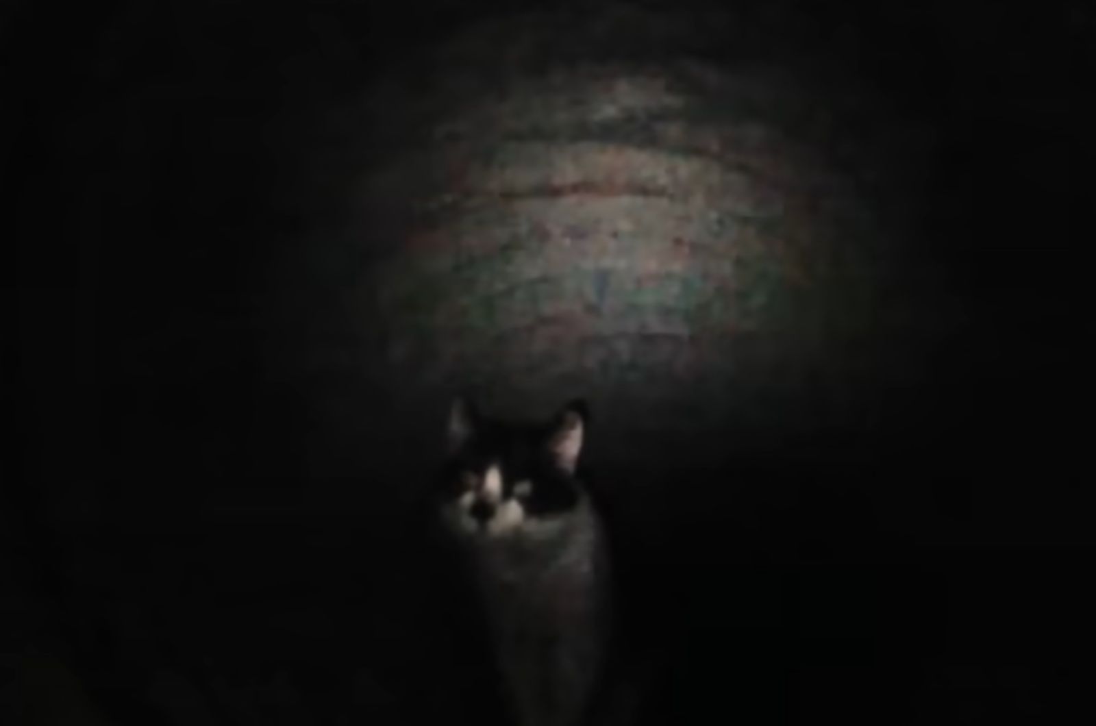 cat in sewer