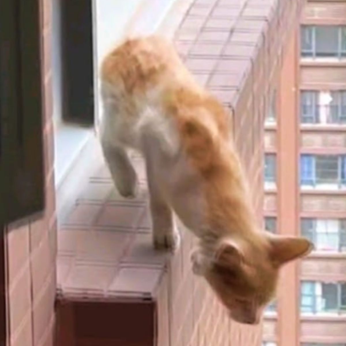 cat jumping on a ledges