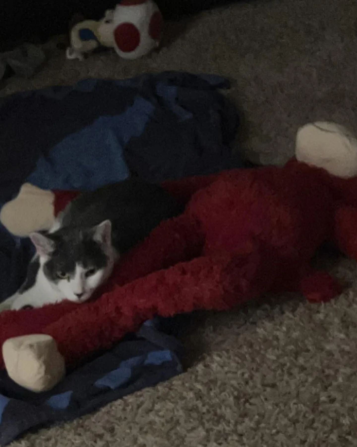 cat laying with monkey toy