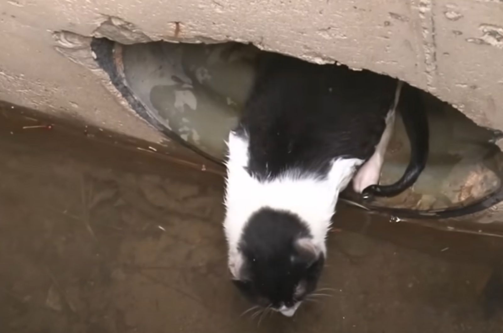 cat leaving the sewer