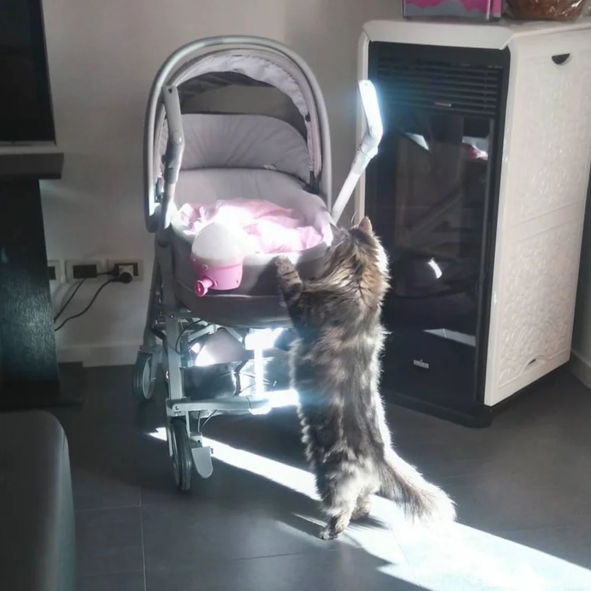 cat looking into the stroller