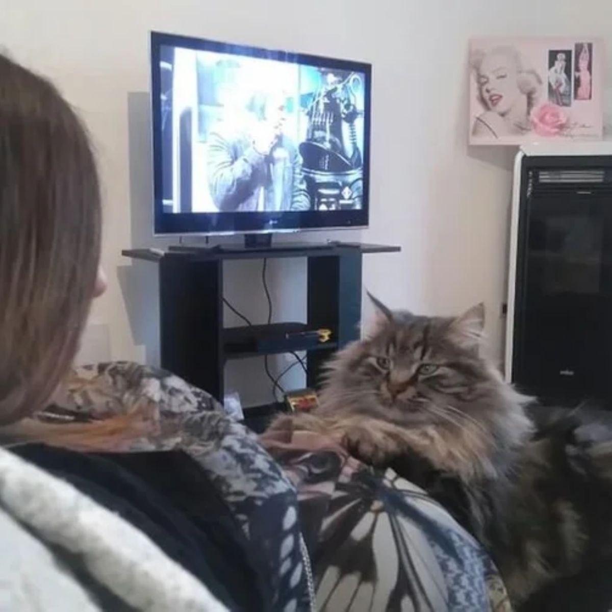 cat lying in woman's lap