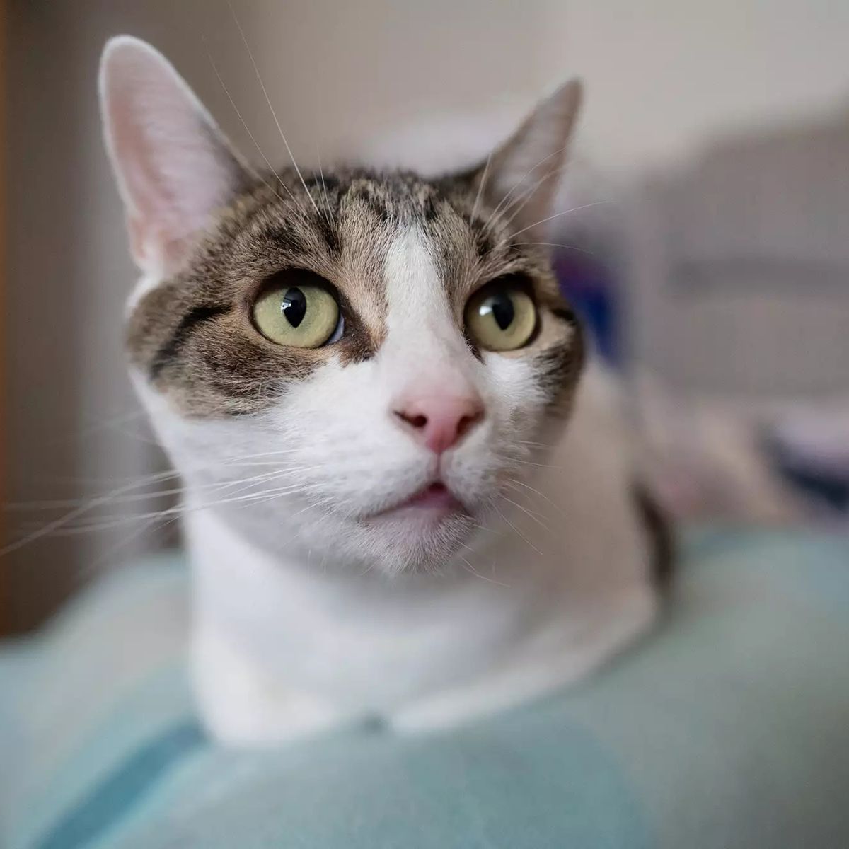 cat lying on bed