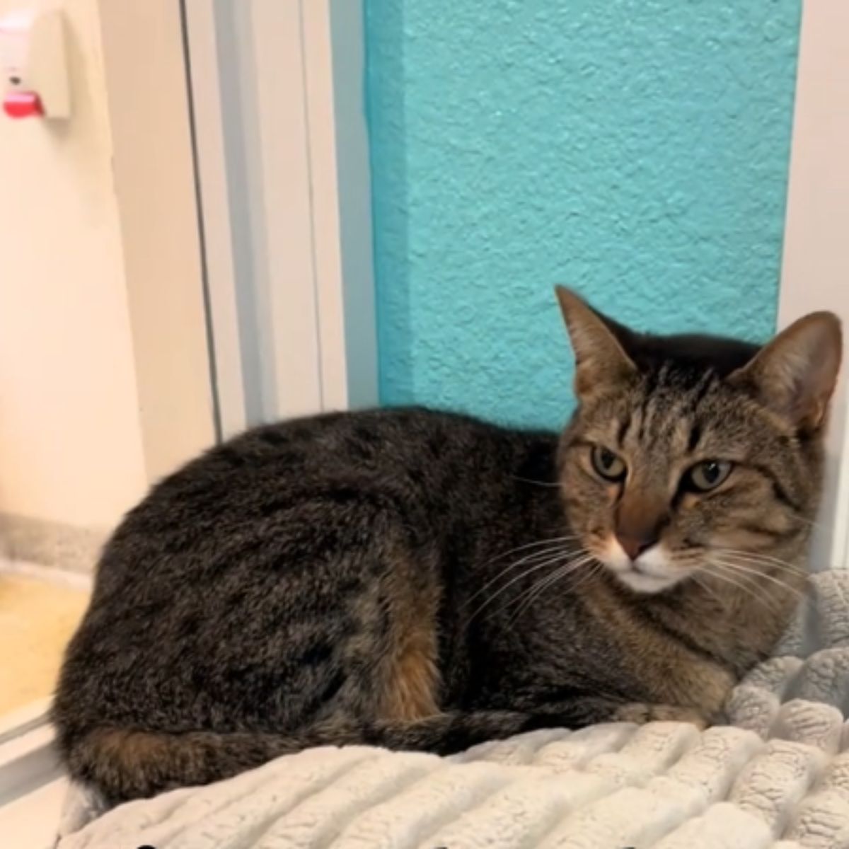 cat lying on blanket