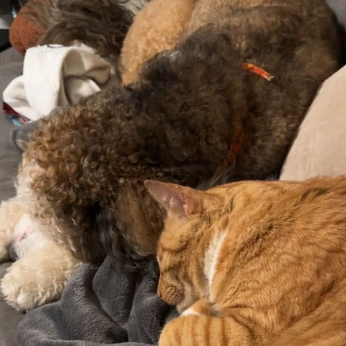 cat lying with the dogs