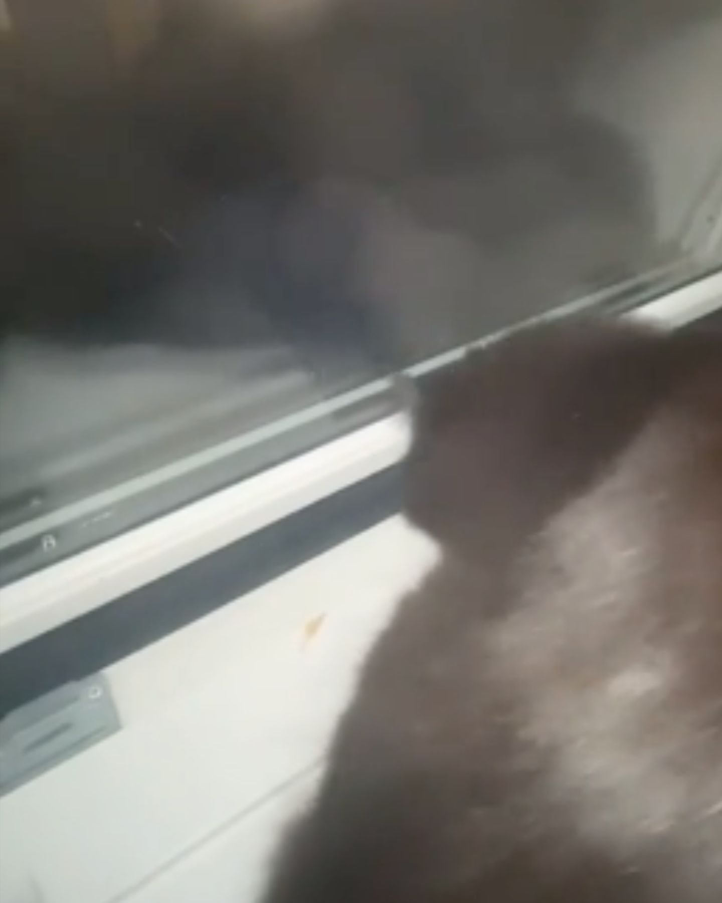 cat next to an opened window