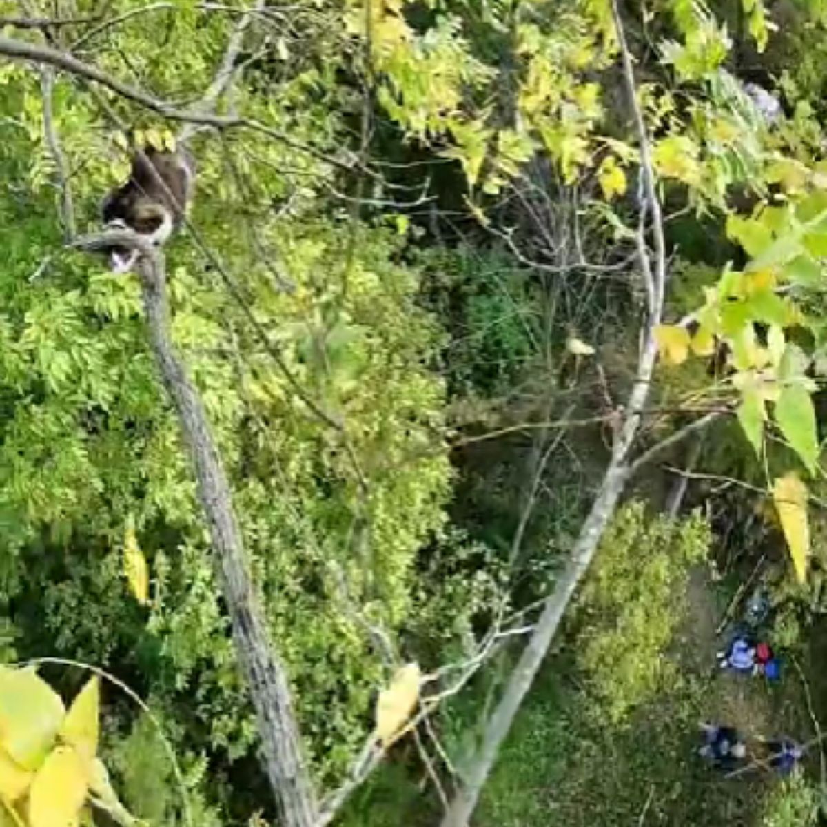 cat on a tree