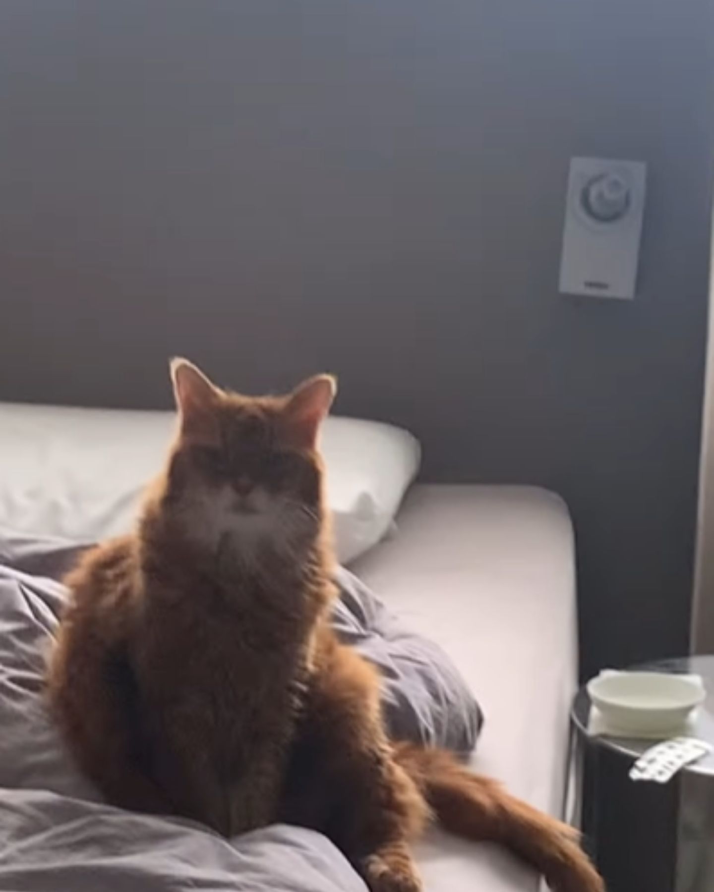 cat on the edge of bed