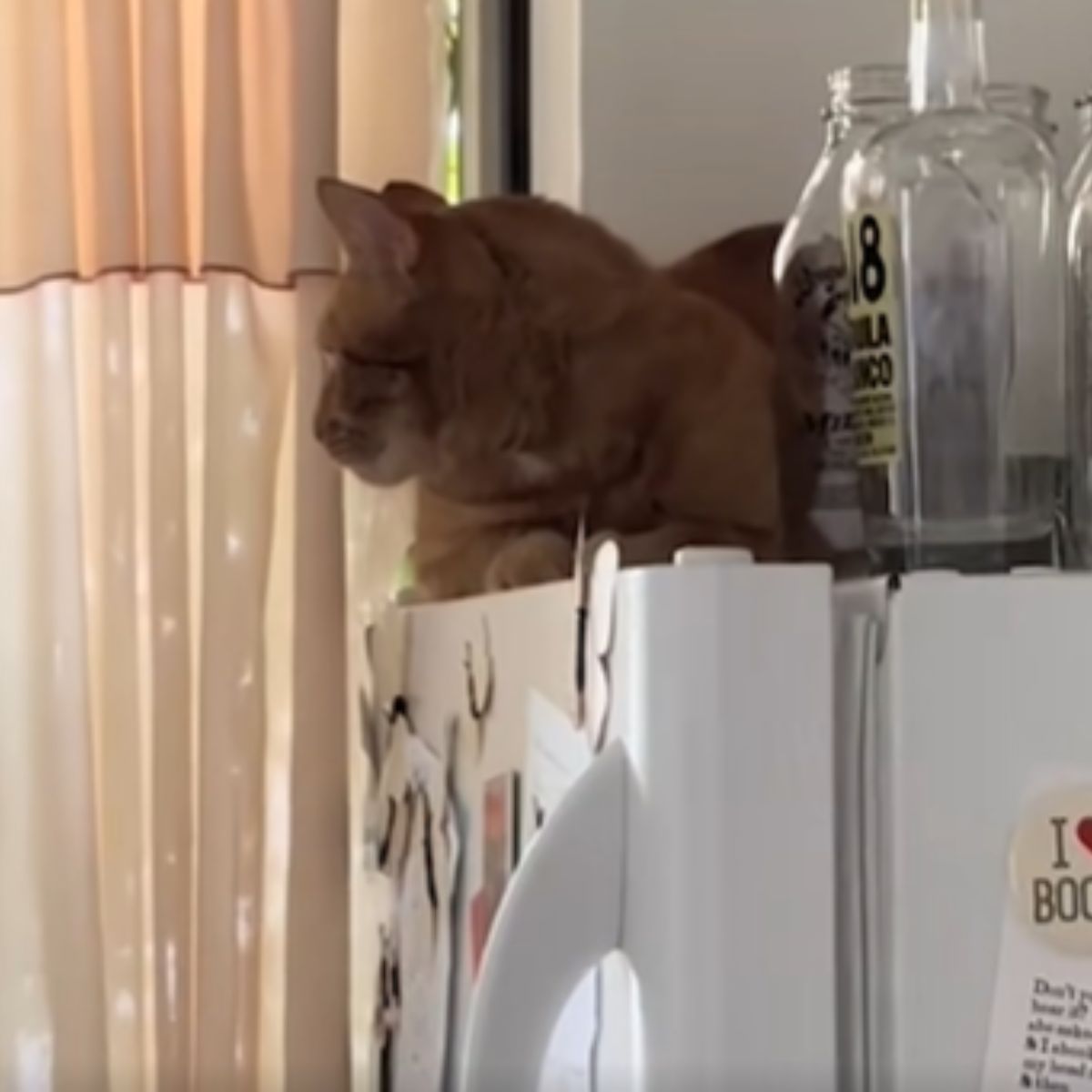 cat on the fridge