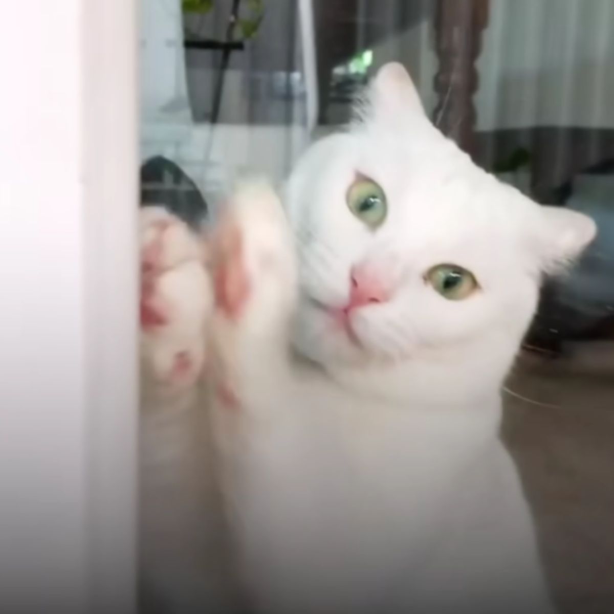 cat on window glass