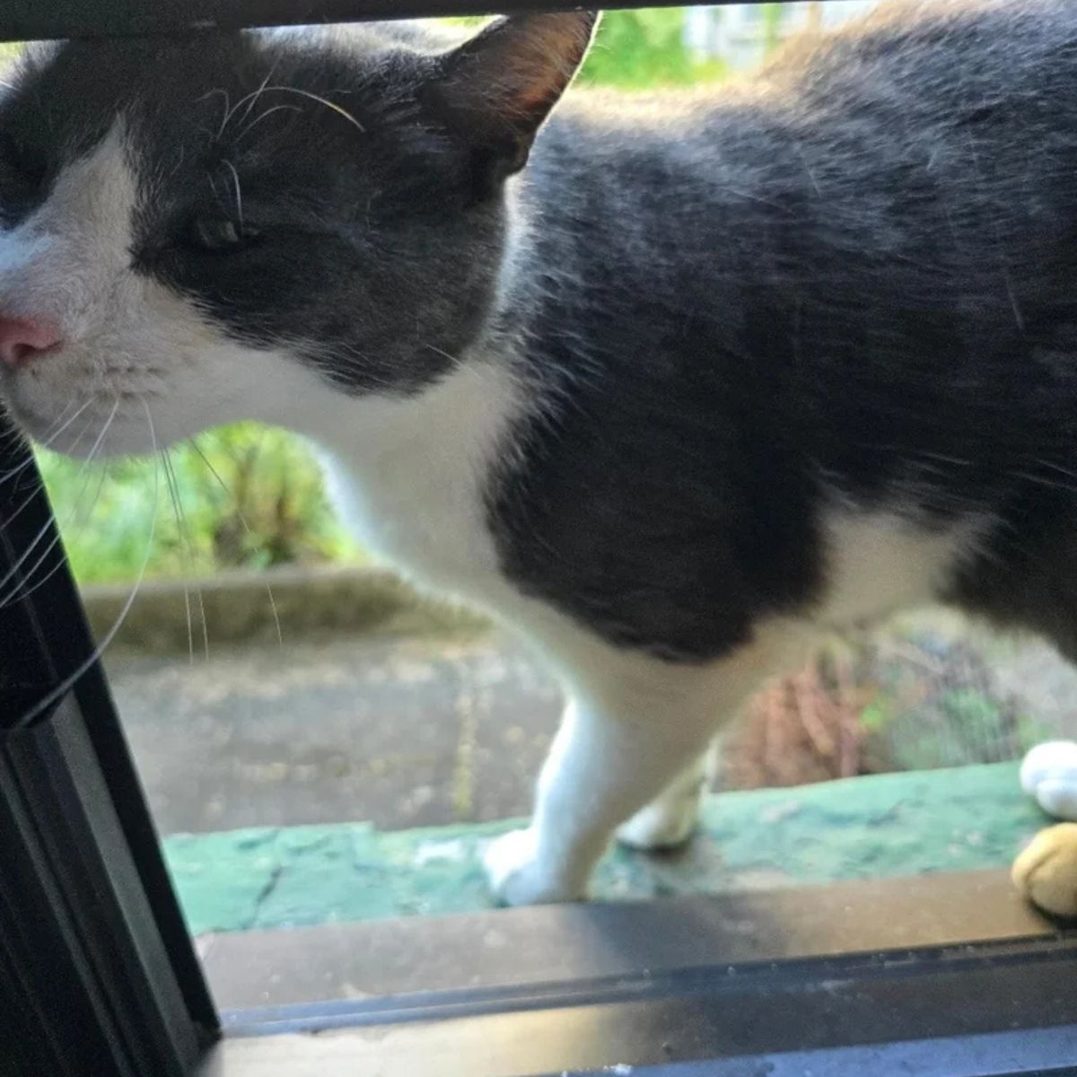 cat on window