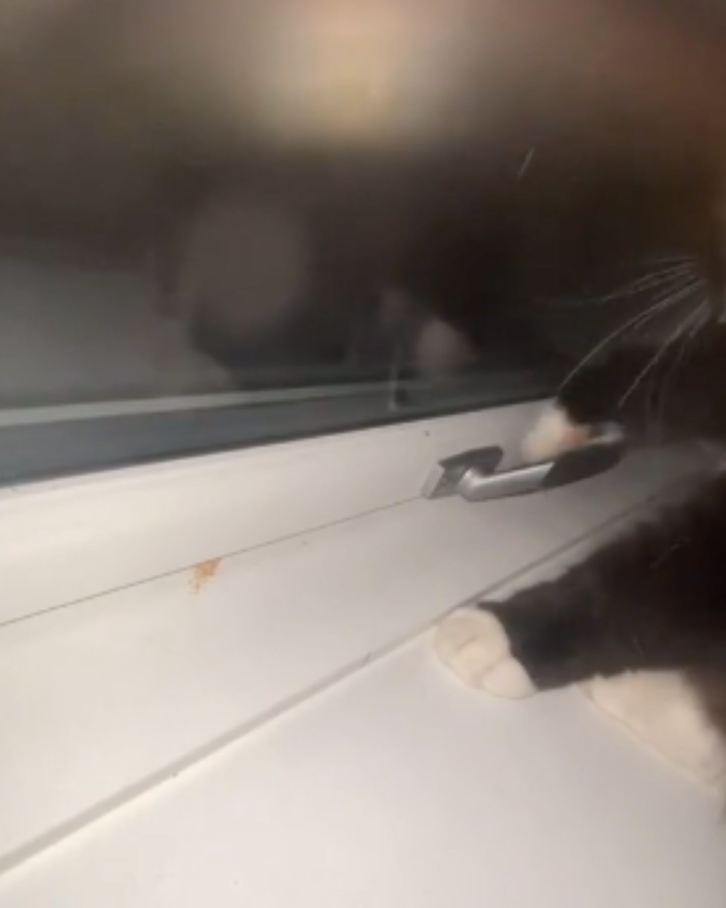 cat opening the window