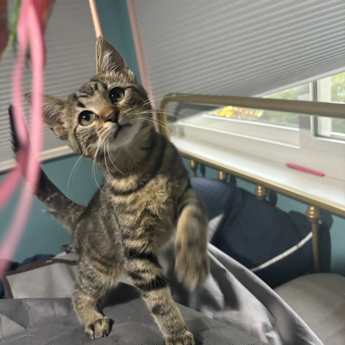 cat playing with a string