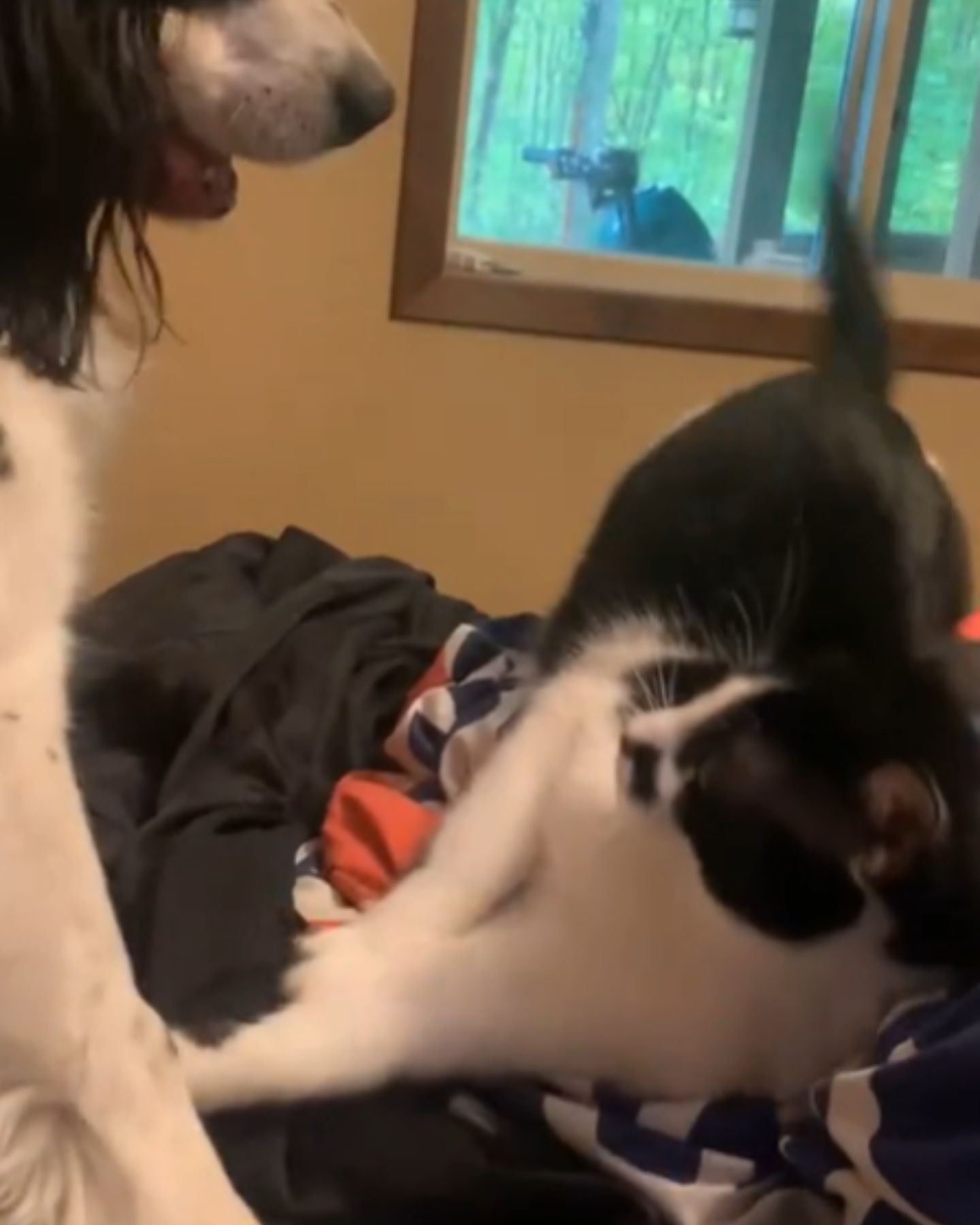 cat playing with the dog