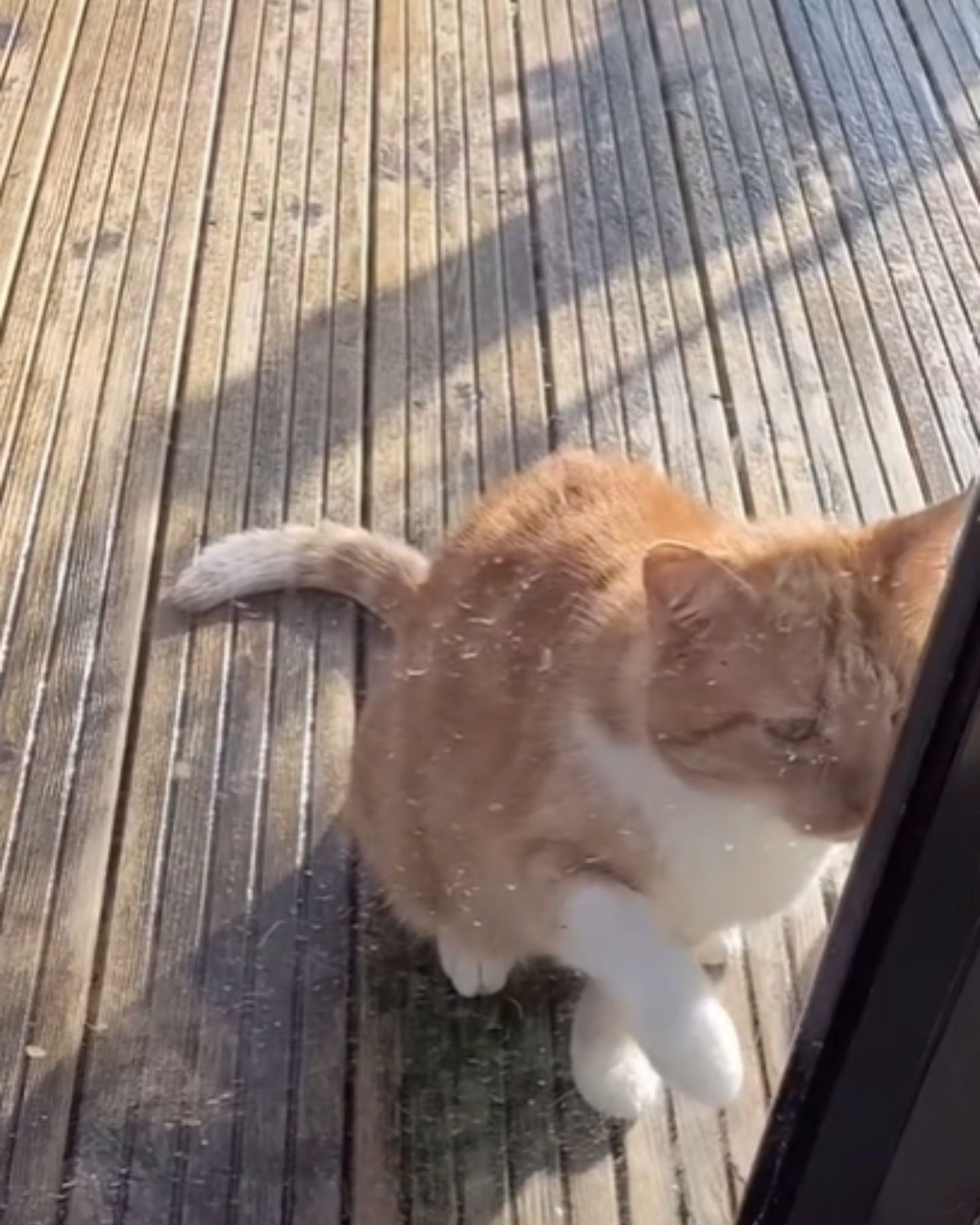 cat sitting by the glass door