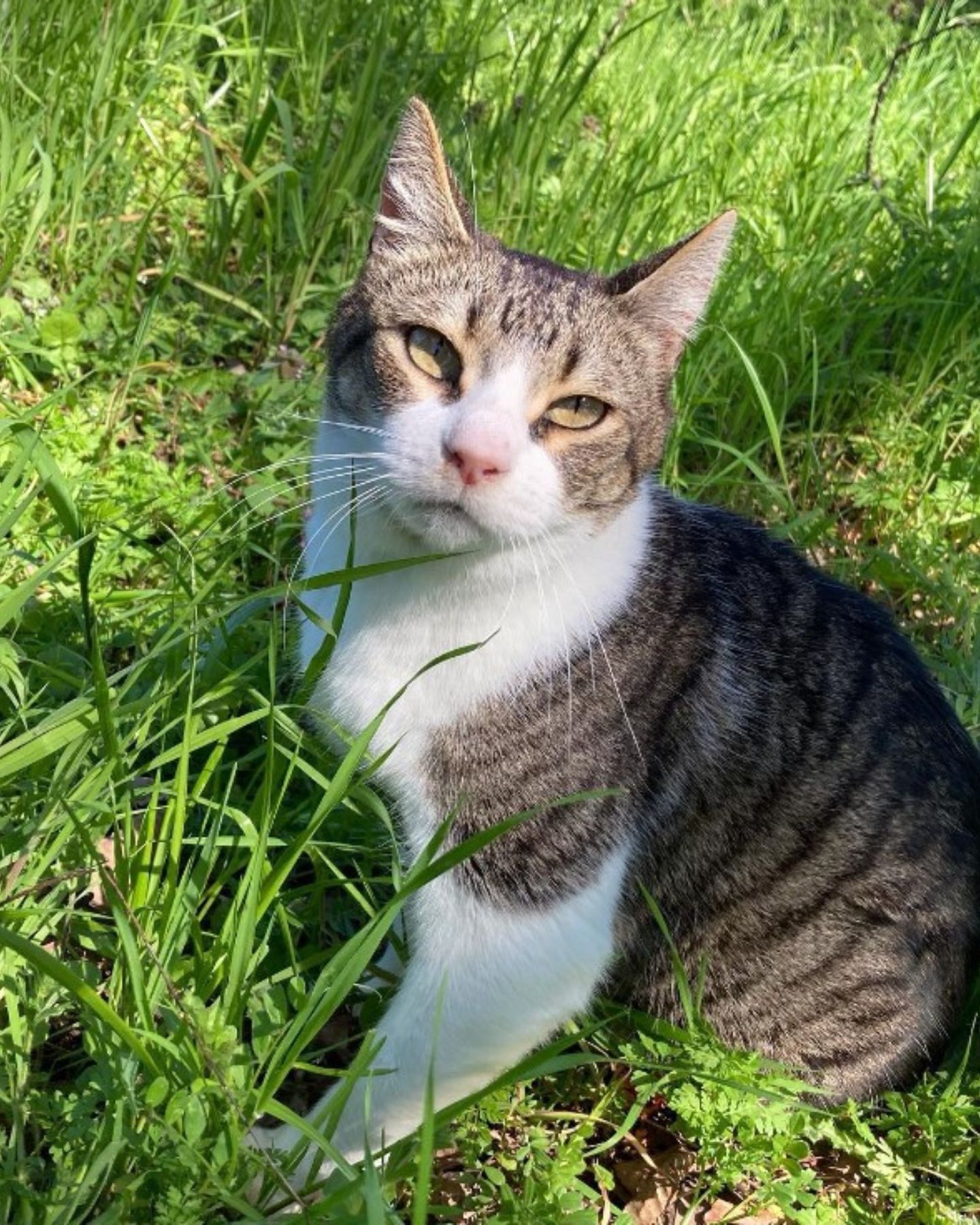 cat sitting in grass