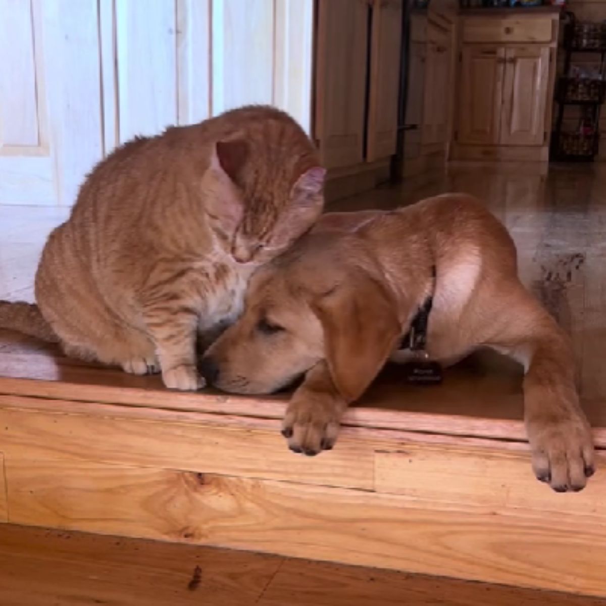 cat sitting next to a dog