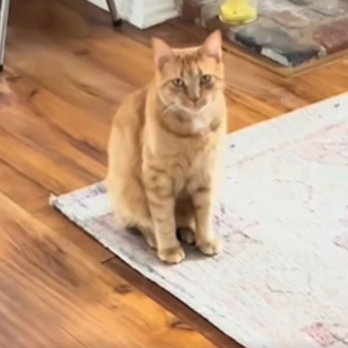 cat sitting on the carpet