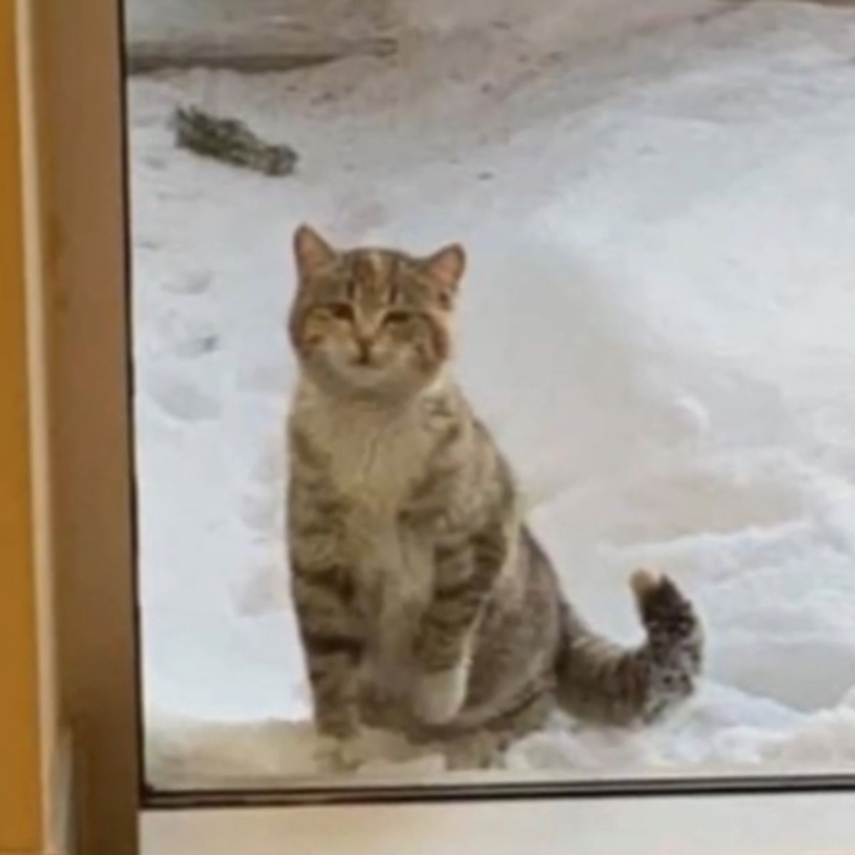 cat sitting on the snow outdoor