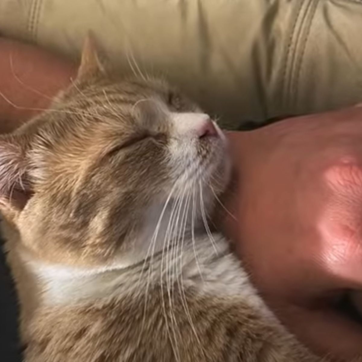 cat sleeping on a owners hand 