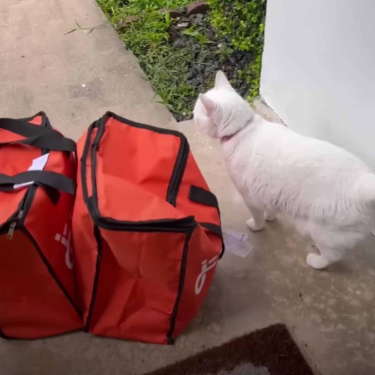 cat standing by the delivery bags