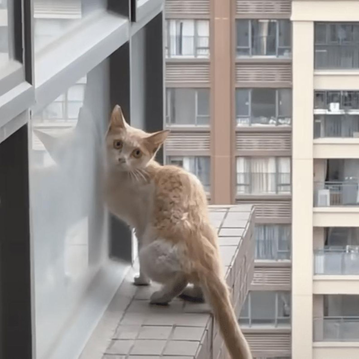 cat standing on a ledge