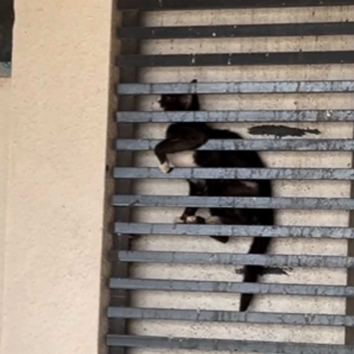 cat stuck in building grills