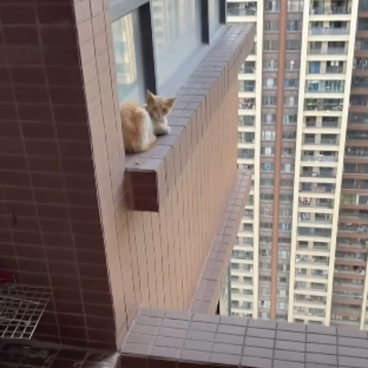 cat stuck on a ledge